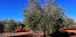 Asaja advierte que el inicio de las obras PFEA agrava la falta de mano de obra en el campo