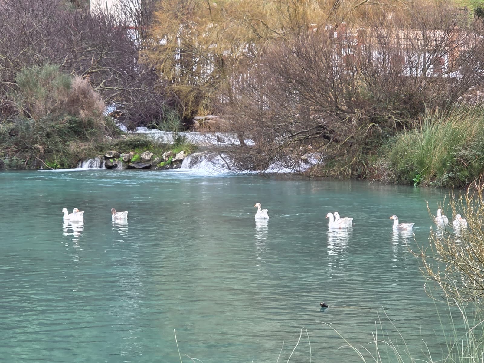El espectáculo natural del Nacimiento de la Villa tras las lluvias 12 WhatsApp Image 2026 02 13 at 10.24.20