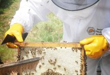 Antequera, escenario de la 26ª Jornada Malagueña de Apicultura el próximo domingo 15 de febrero