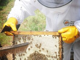Antequera, escenario de la 26ª Jornada Malagueña de Apicultura el próximo domingo 15 de febrero