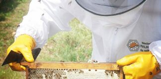 Antequera, escenario de la 26ª Jornada Malagueña de Apicultura el próximo domingo 15 de febrero