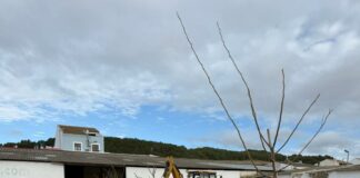 La piscina municipal, el recinto ferial y los parques de Villanueva del Trabuco estrenan 40 nuevos árboles