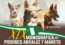 Guía completa de la XIX Monográfica del Podenco Andaluz y Maneto en Cuevas de San Marcos