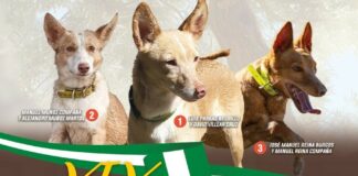 Guía completa de la XIX Monográfica del Podenco Andaluz y Maneto en Cuevas de San Marcos