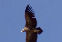 Avistado por primera vez en España un ejemplar de Buitre Torgo en el Torcal de Antequera