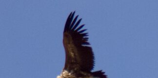 Avistado por primera vez en España un ejemplar de Buitre Torgo en el Torcal de Antequera
