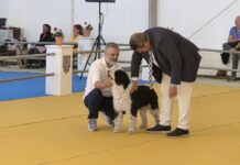 Archidona consolida el éxito de su Feria del Perro