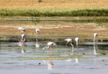 Las Lagunas de Campillos serán protagonistas de una jornada sobre sensibilización ambiental el próximo 15 de abril