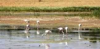 Las Lagunas de Campillos serán protagonistas de una jornada sobre sensibilización ambiental el próximo 15 de abril