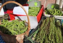 Villanueva de la Concepción celebra este domingo la XIX edición del Día de la Haba