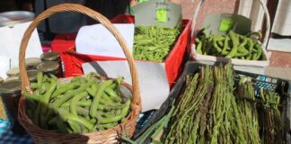 Villanueva de la Concepción celebra este domingo la XIX edición del Día de la Haba