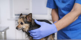 En marcha una nueva campaña de esterilización de perros y gatos en Campillos