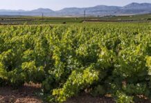 Alertan a los viticultores de Mollina del riesgo de mildiu en los viñedos en plena entrada a la floración
