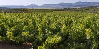 Alertan a los viticultores de Mollina del riesgo de mildiu en los viñedos en plena entrada a la floración