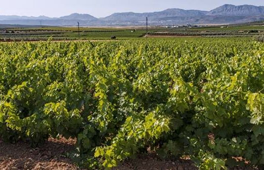 Alertan a los viticultores de Mollina del riesgo de mildiu en los viñedos en plena entrada a la floración