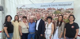 La Cabra Malagueña exhibe su potencial en Agrogant con más de 180 ejemplares y un amplio programa de actividades