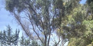 Continúan las obras de asfaltado en el Camino del Vivero de Ardales