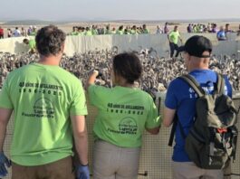 Fuente de Piedra abre plazas para ver el anillamiento de flamencos