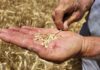 La cosecha de cereal cae hasta un 70% en la comarca de Antequera