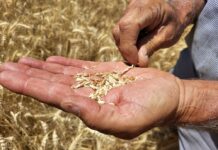 La cosecha de cereal cae hasta un 70% en la comarca de Antequera