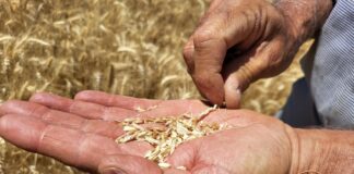 La cosecha de cereal cae hasta un 70% en la comarca de Antequera