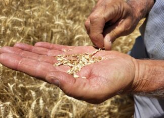 La cosecha de cereal cae hasta un 70% en la comarca de Antequera