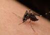 Cuevas Bajas activa un plan contra el mosquito Nilo Occidental