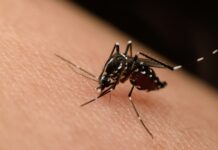 Cuevas Bajas activa un plan contra el mosquito Nilo Occidental