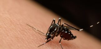 Cuevas Bajas activa un plan contra el mosquito Nilo Occidental