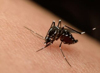 Cuevas Bajas activa un plan contra el mosquito Nilo Occidental