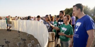La Laguna de Fuente de Piedra vuelve a vivir una experiencia única con el anillamiento de 600 pollos de flamenco en la Reserva Natural
