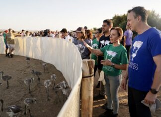 La Laguna de Fuente de Piedra vuelve a vivir una experiencia única con el anillamiento de 600 pollos de flamenco en la Reserva Natural