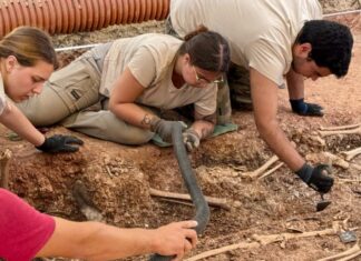 Exhumados los primeros restos de víctimas halladas en la segunda fosa común de Campillos