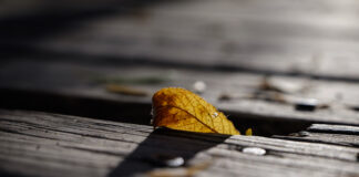 Campillos busca las mejores imágenes del otoño en el X Concurso de Fotografía «Pedro Martín Llamas»