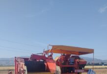 Antequera exporta seis de cada diez cebollas de la Vega
