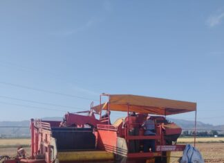 Antequera exporta seis de cada diez cebollas de la Vega