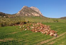 Un total de 29.200 euros en premios para los quesos de cabra de Málaga