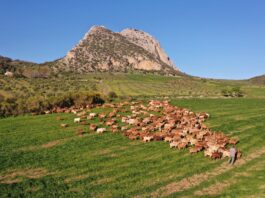 Un total de 29.200 euros en premios para los quesos de cabra de Málaga