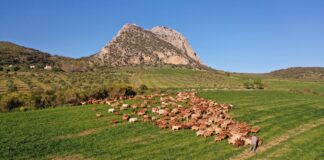 Un total de 29.200 euros en premios para los quesos de cabra de Málaga