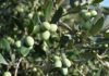 El olivar malagueño, ante una campaña marcada por la calidad: más fruto en el árbol, menos aceituna vendible