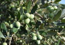 El olivar malagueño, ante una campaña marcada por la calidad: más fruto en el árbol, menos aceituna vendible