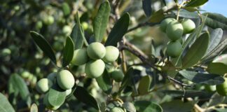 El olivar malagueño, ante una campaña marcada por la calidad: más fruto en el árbol, menos aceituna vendible