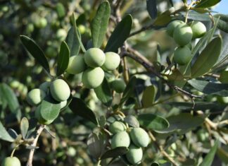 El olivar malagueño, ante una campaña marcada por la calidad: más fruto en el árbol, menos aceituna vendible