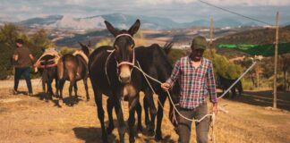 Casabermeja reivindica su tradición agrícola con la Feria de Ganado y el Concurso de Arado