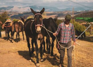 Casabermeja reivindica su tradición agrícola con la Feria de Ganado y el Concurso de Arado