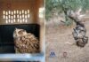 Rescatan a un búho real enganchado en un vallado metálico en Antequera