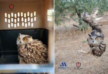 Rescatan a un búho real enganchado en un vallado metálico en Antequera