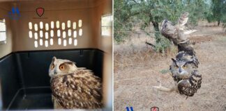 Rescatan a un búho real enganchado en un vallado metálico en Antequera