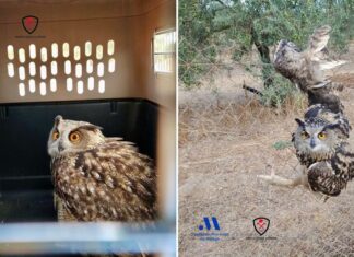 Rescatan a un búho real enganchado en un vallado metálico en Antequera