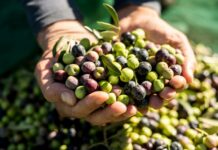 ASAJA Málaga alerta de que el precio de la aceituna hojiblanca de mesa no cubre los costes de producción